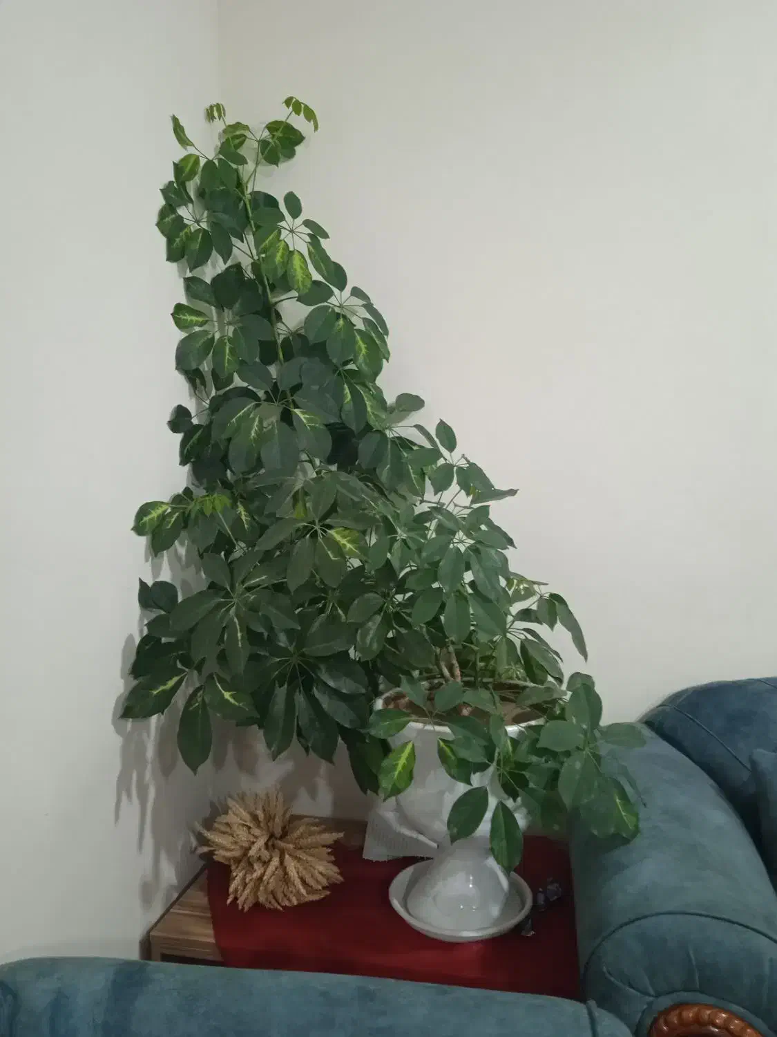 گل شفلرا|گل و گیاه طبیعی|عنبران, |دیوار