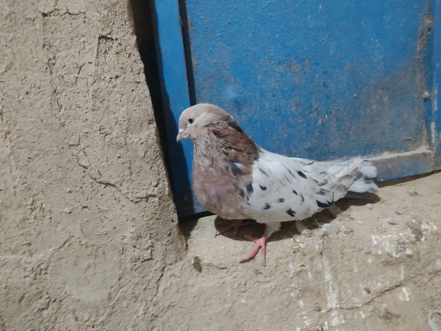 کفتر سرور|پرنده|کبودرآهنگ, |دیوار