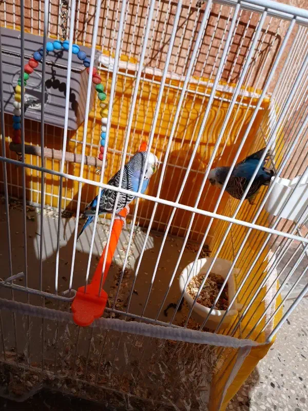 مرغ عشق|پرنده|قائن, |دیوار