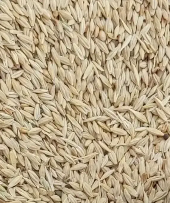 گندم وجو|حراج|نطنز, |دیوار