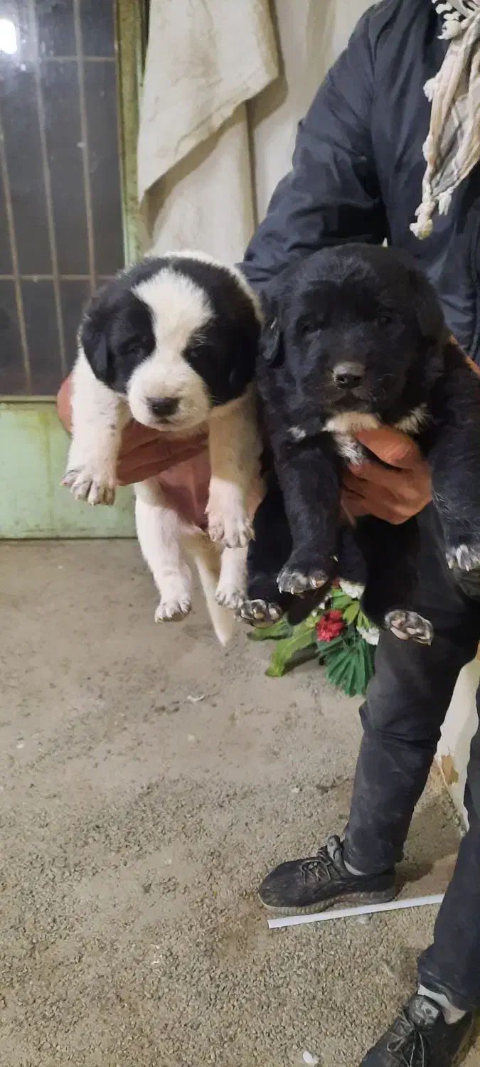 واگذاری توله سگ قدرجونی|سگ|خمینیشهر, |دیوار