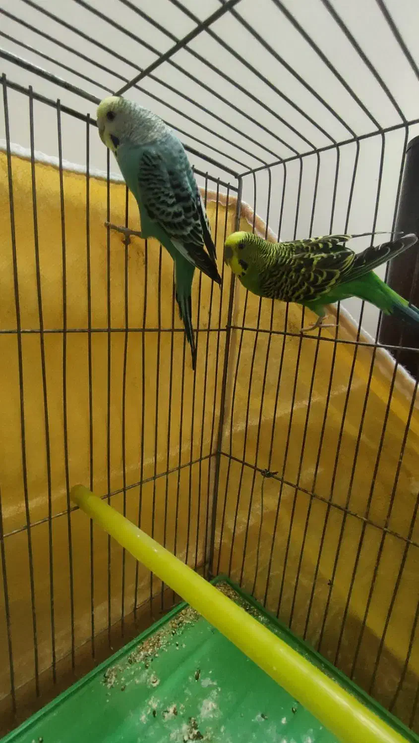 مرغ عشق|پرنده|خمینی‌شهر, |دیوار