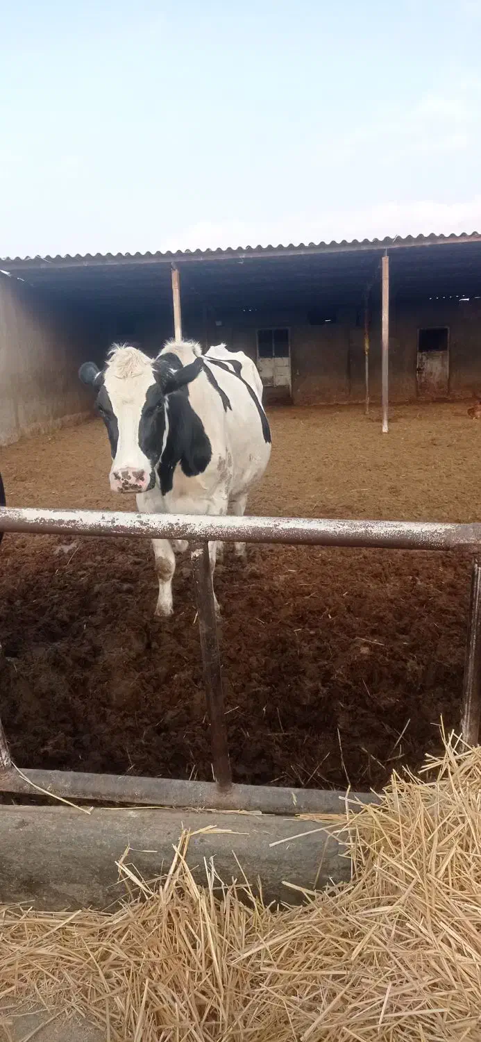 گاو شکم دو هلشتن|حیوانات مزرعه|کاشمر, |دیوار