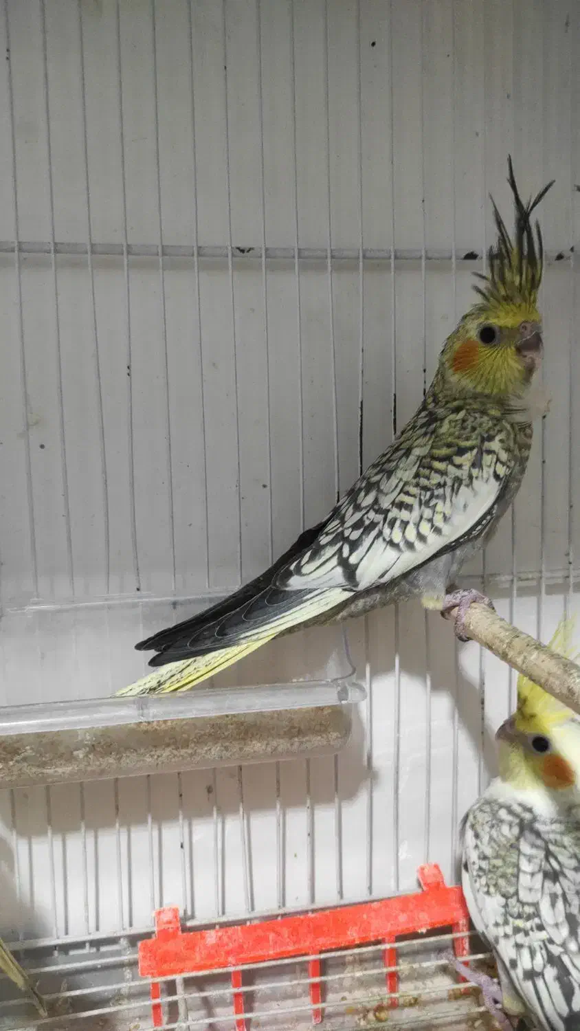 عروس هلندی|پرنده|کرمان, |دیوار