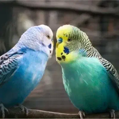 مرغ عشق جفت|پرنده|مشهد, طرق|دیوار