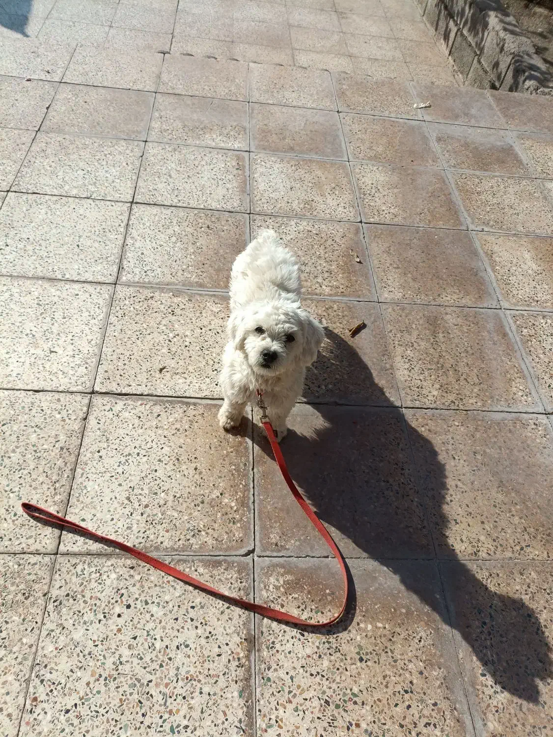 سگ خانگی|سگ|بم, |دیوار