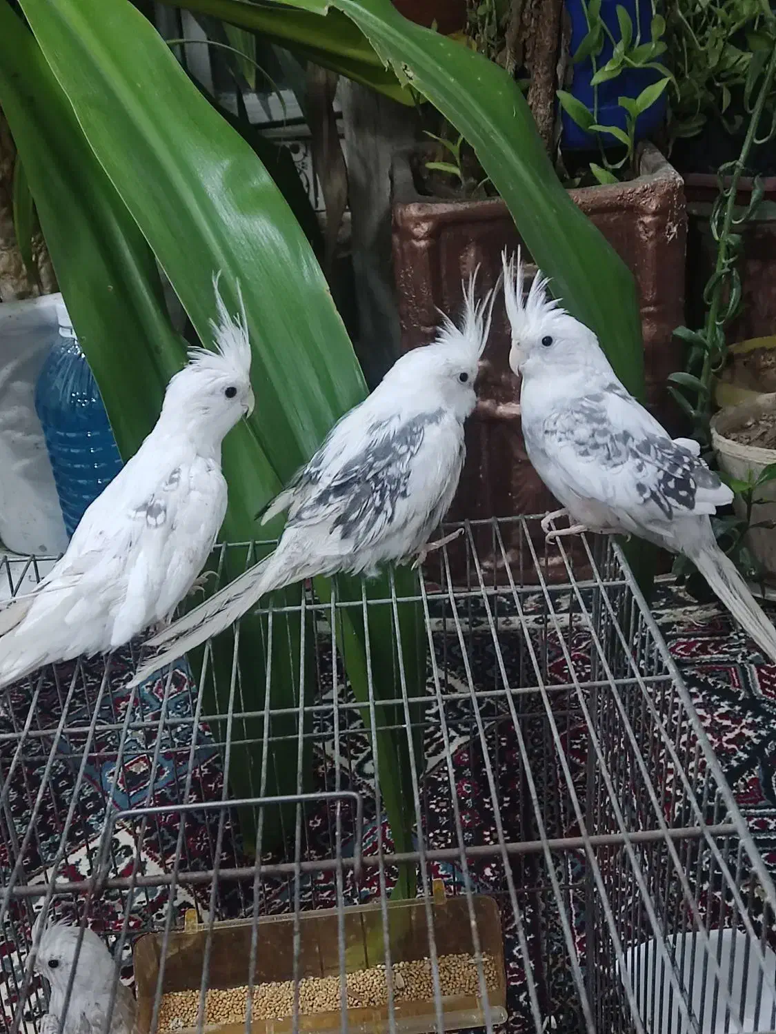 عروس هلندی|پرنده|شیراز, شهرک رضوان|دیوار