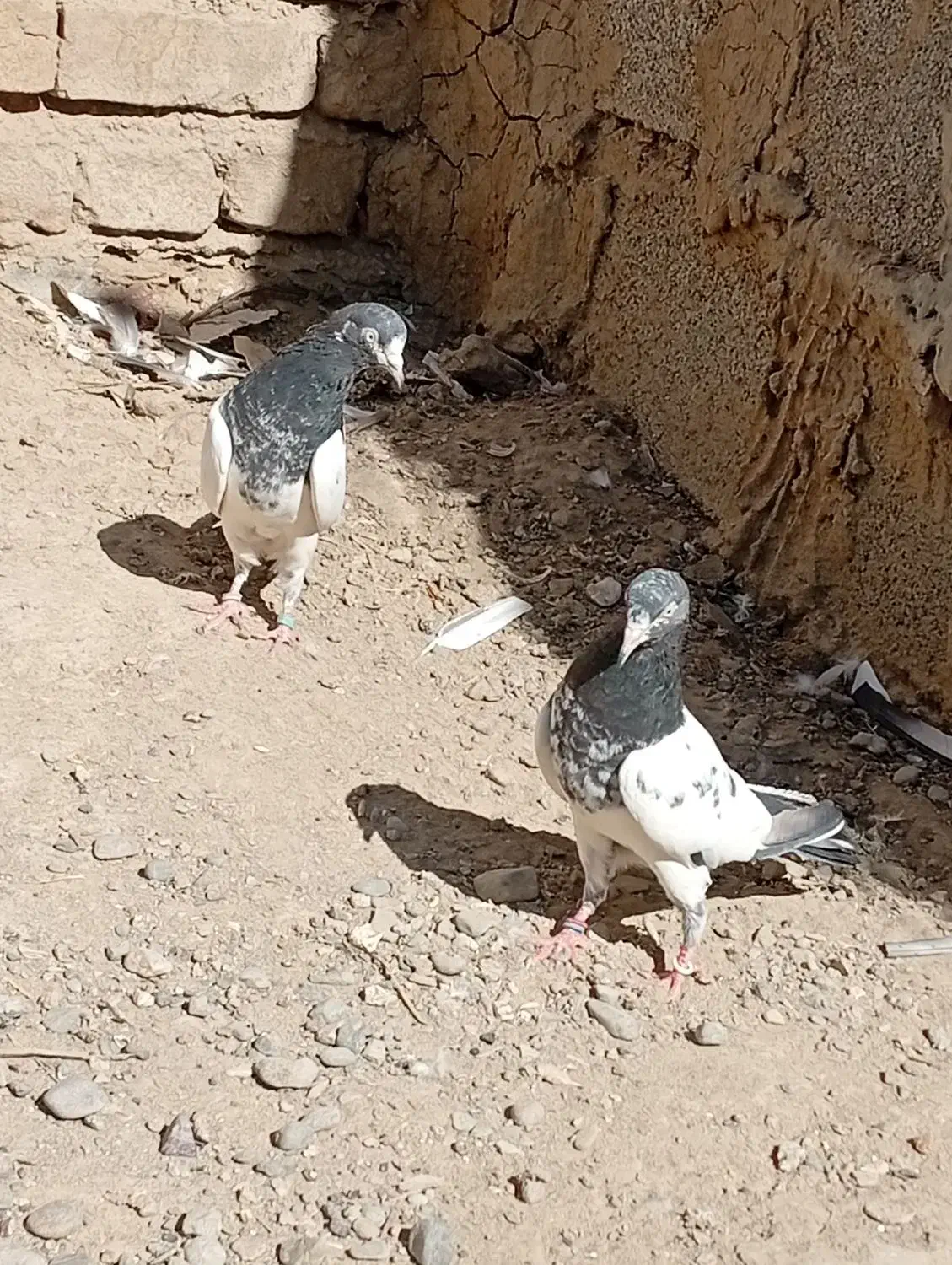 کبوتر تیدی|پرنده|ایرانشهر, |دیوار