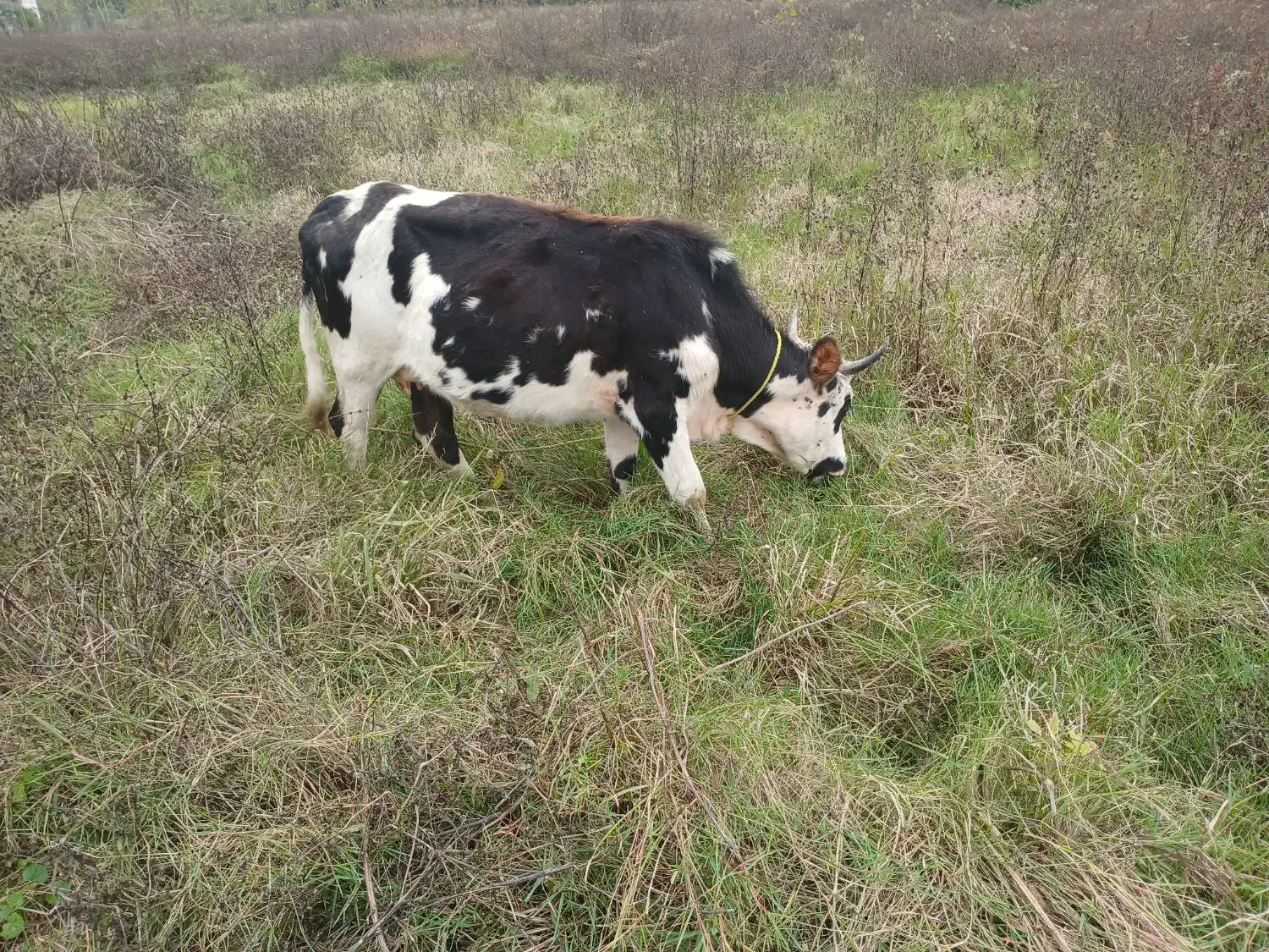 چالوسی گاو با لیشه سیمینتال|حیوانات مزرعه|صومعه‌سرا, |دیوار