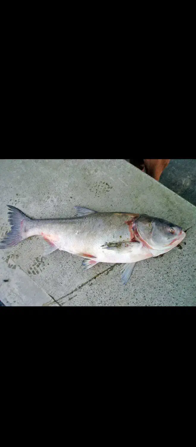 ماهی فروشی|حراج|تربت جام, شهرک آزادگان|دیوار