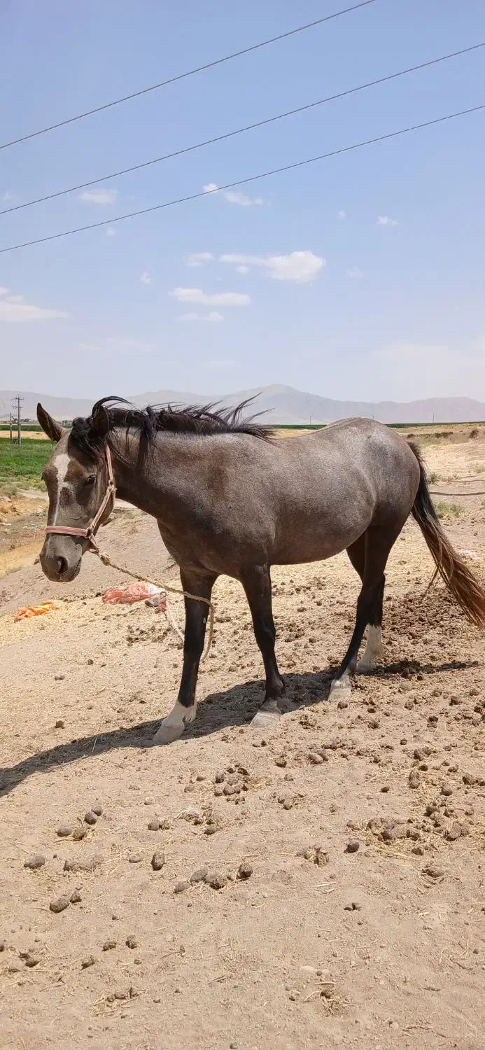 کره اسب مادیون|اسب و تجهیزات اسبسواری|کنگاور, |دیوار
