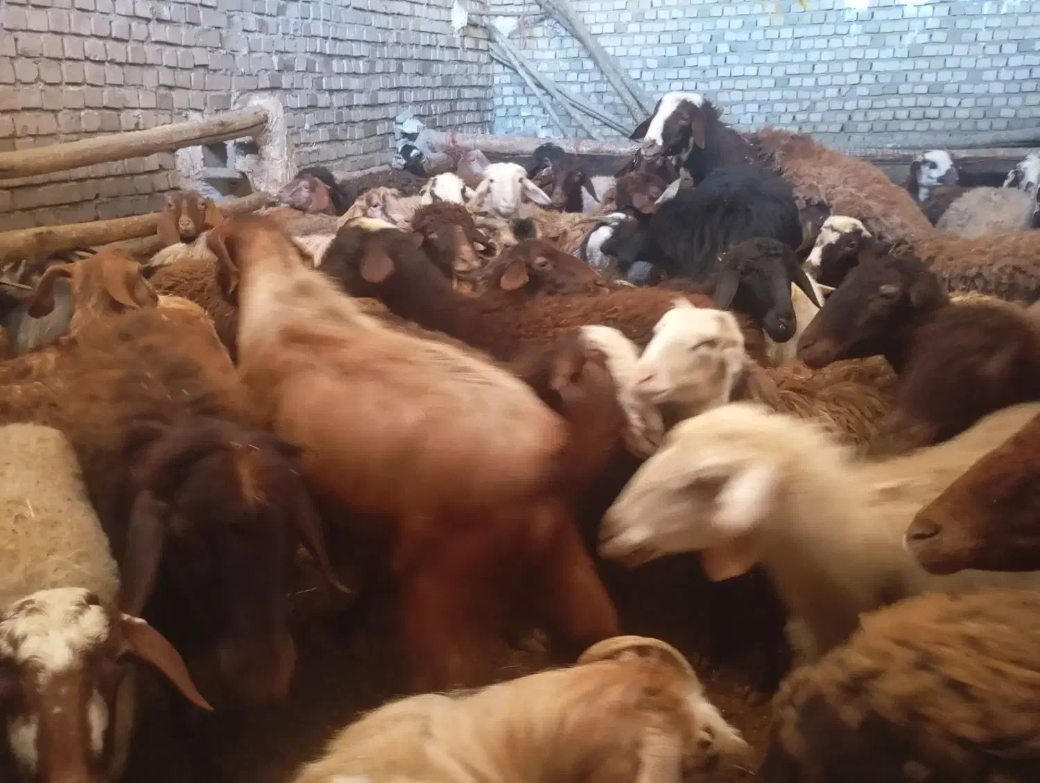 میش و بره|حیوانات مزرعه|بیرانوند, |دیوار