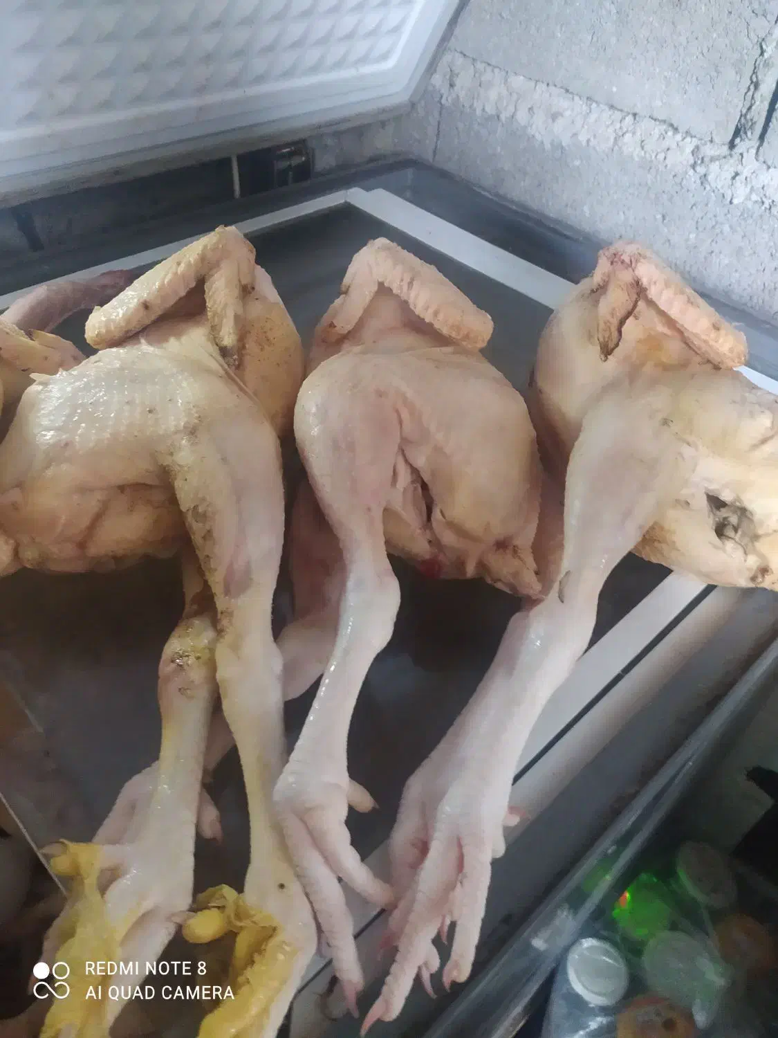 مرغ و خروس و بوقلمون محلی|خوردنی و آشامیدنی|رشت, بازار|دیوار