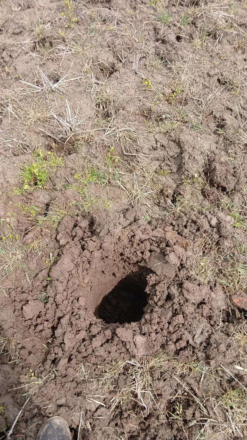 خدمات باغبانی۰حرص کردن باغ ۰تمیز کردن باغ مخروبه۰|خدمات باغبانی و درختکاری|لاهیجان, آهندان|دیوار