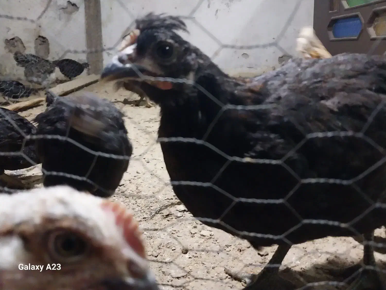 انواع جوجه مرغ و خروس گلین محلی امرکانا|حیوانات مزرعه|آمل, |دیوار