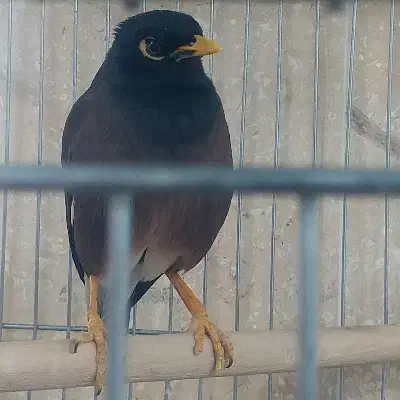 یک مرغ مینا زیبا دوقفس بالانه چوبی|پرنده|پردیس, فاز ۲|دیوار