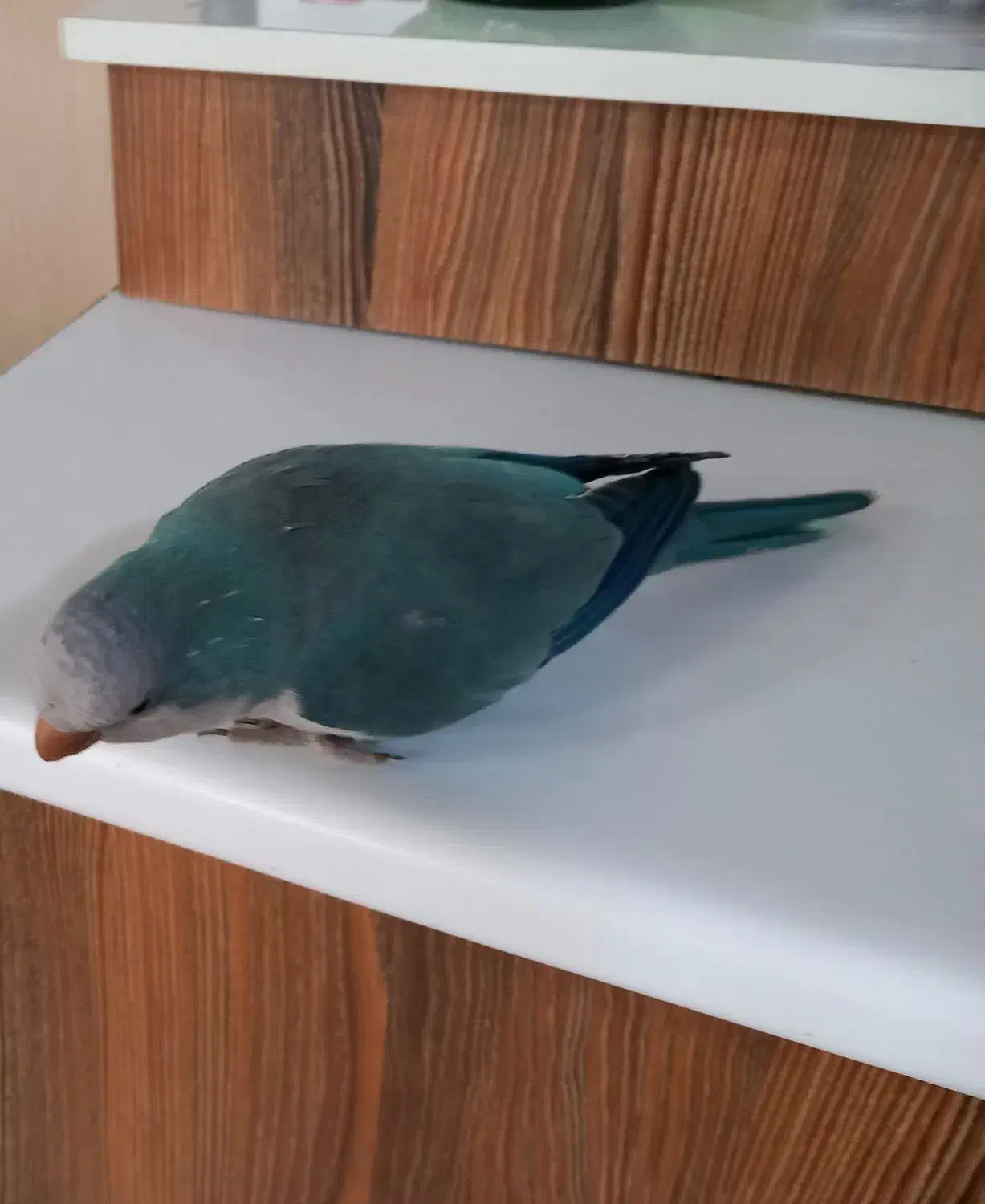 طوطی راهب|پرنده|کرج, شهرک بنفشه|دیوار