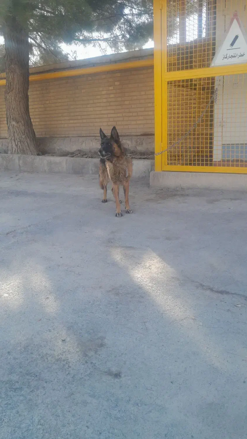 سگ ژرمن اصل حرف گوش کن  مهربان|سگ|خسروشاه, |دیوار