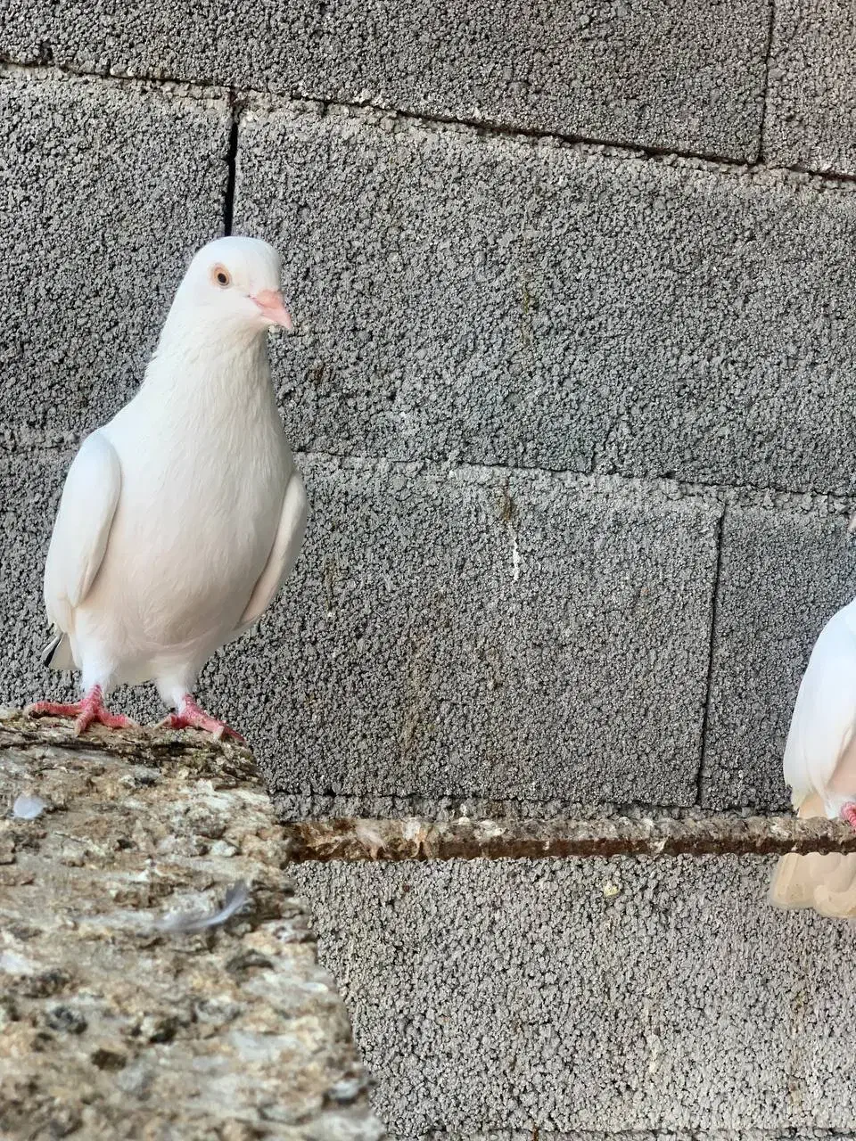 کبوتر یا کفتر|پرنده|محمودآباد, |دیوار