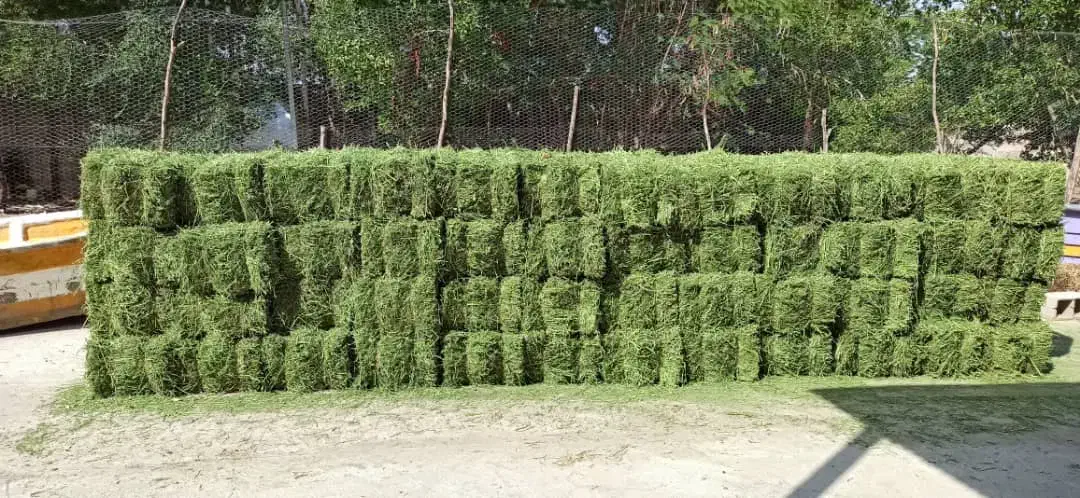 پرس یونجه سبوس گندم کاه گندم جو خوراک اسب|لوازم جانبی حیوانات|اصفهان, شهرک کوثر|دیوار