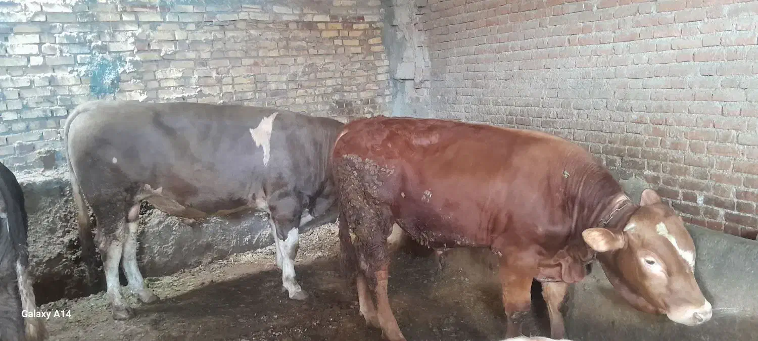 گوساله نر ۳ عدد|حیوانات مزرعه|دیواندره, |دیوار