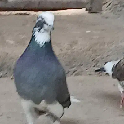 باسلام دو عدد کبوتر|پرنده|چرداول, |دیوار