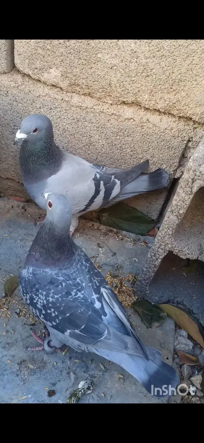 کبوتر پلاکی|پرنده|یاسوج, |دیوار