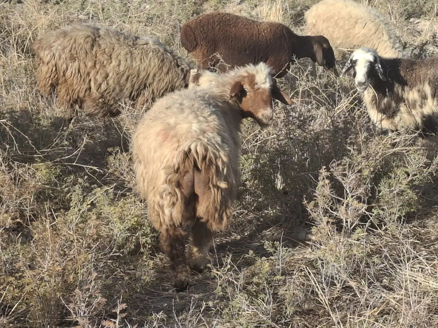 2راس میش چاق و آبستن|حیوانات مزرعه|فراشبند, |دیوار