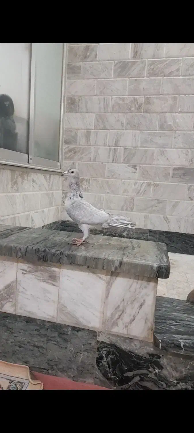 کفتر|پرنده|کنگاور, |دیوار