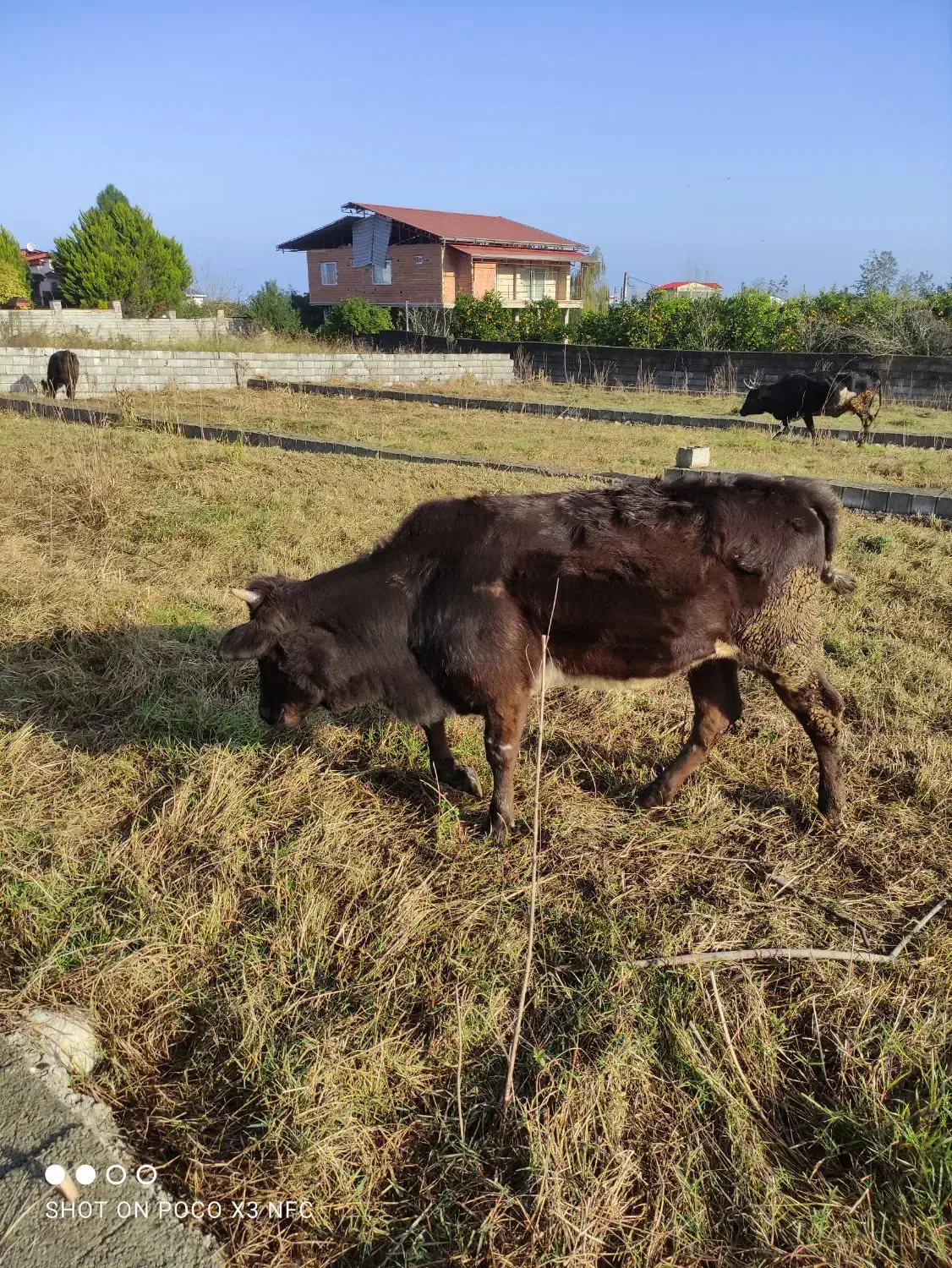 یک راس تلم محلی|حیوانات مزرعه|عباسآباد, |دیوار