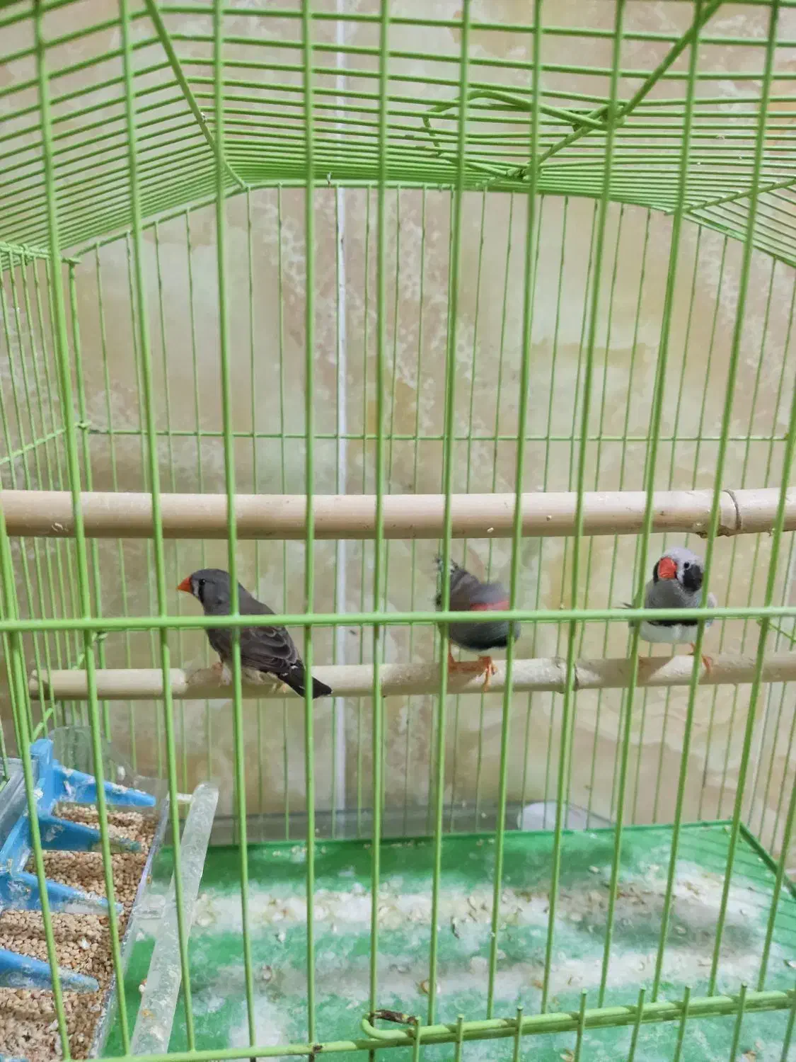 فنچ|پرنده|میناب, |دیوار