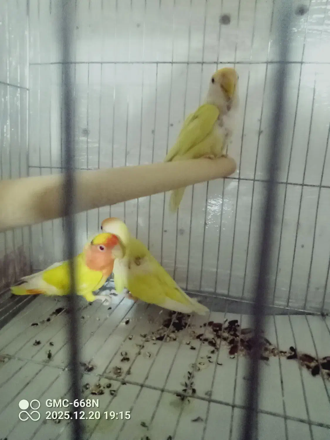 طوطی برزیلی نرو ماده ویک عدد جوجه|پرنده|قرچک, میرزائی جنوبی|دیوار