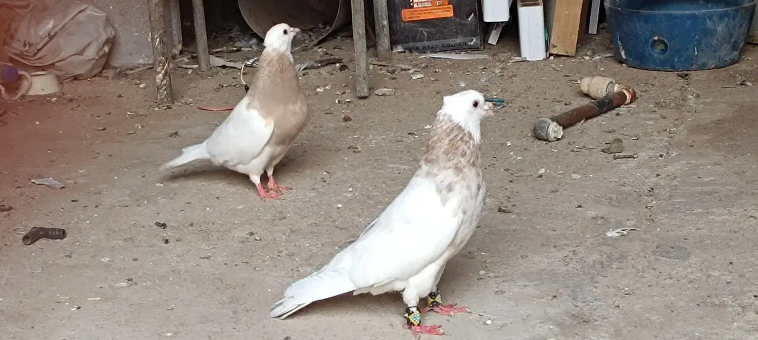 توقی کرم|پرنده|رامشیر, |دیوار