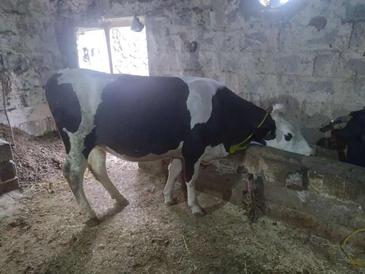 گاو سیمنتال|حیوانات مزرعه|اهر, |دیوار