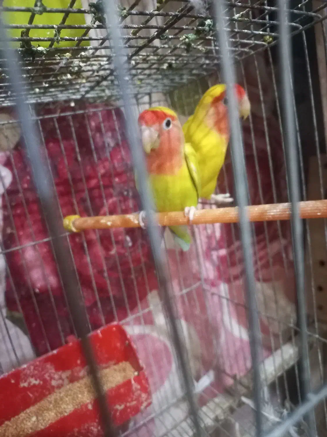 طوطی برزیلی زرد|پرنده|اهواز, سخیریه|دیوار