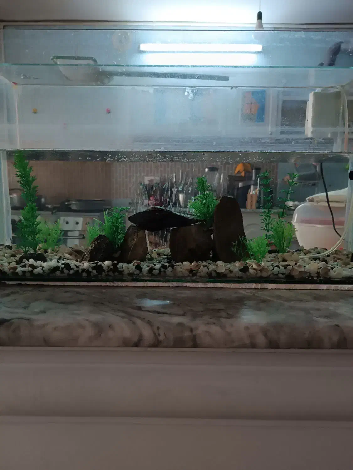 آکواریوم|ماهی|مشهد, نکاح|دیوار