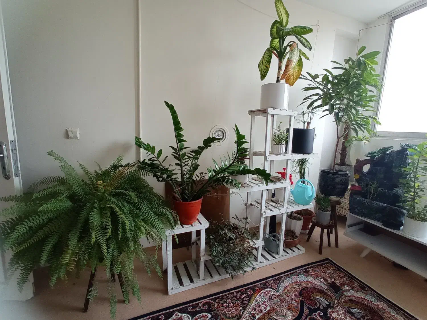 گل های آپارتمانی|گل و گیاه طبیعی|مشهد, یوسفیه (شهرک غرب)|دیوار