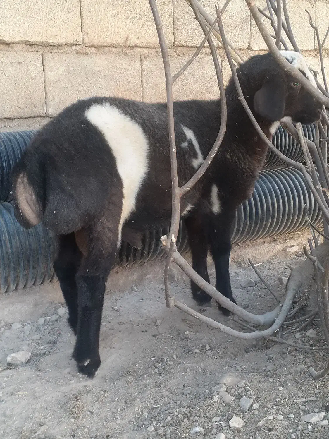 گوسفند (کاور)اصیل چینی|حیوانات مزرعه|گیلان غرب, |دیوار