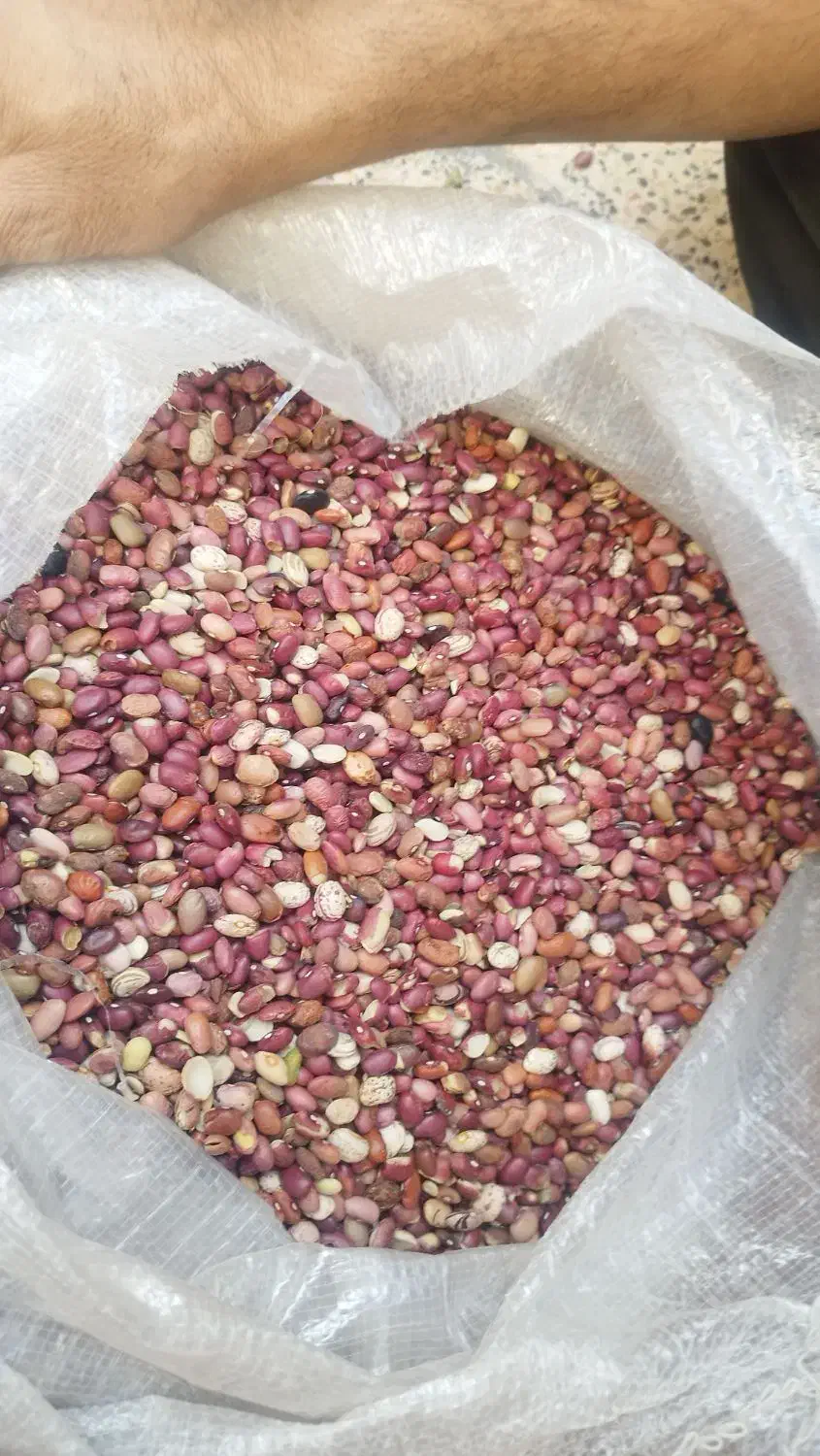 انواع لوبیا|خوردنی و آشامیدنی|شیراز, شیخ علی چوپان|دیوار