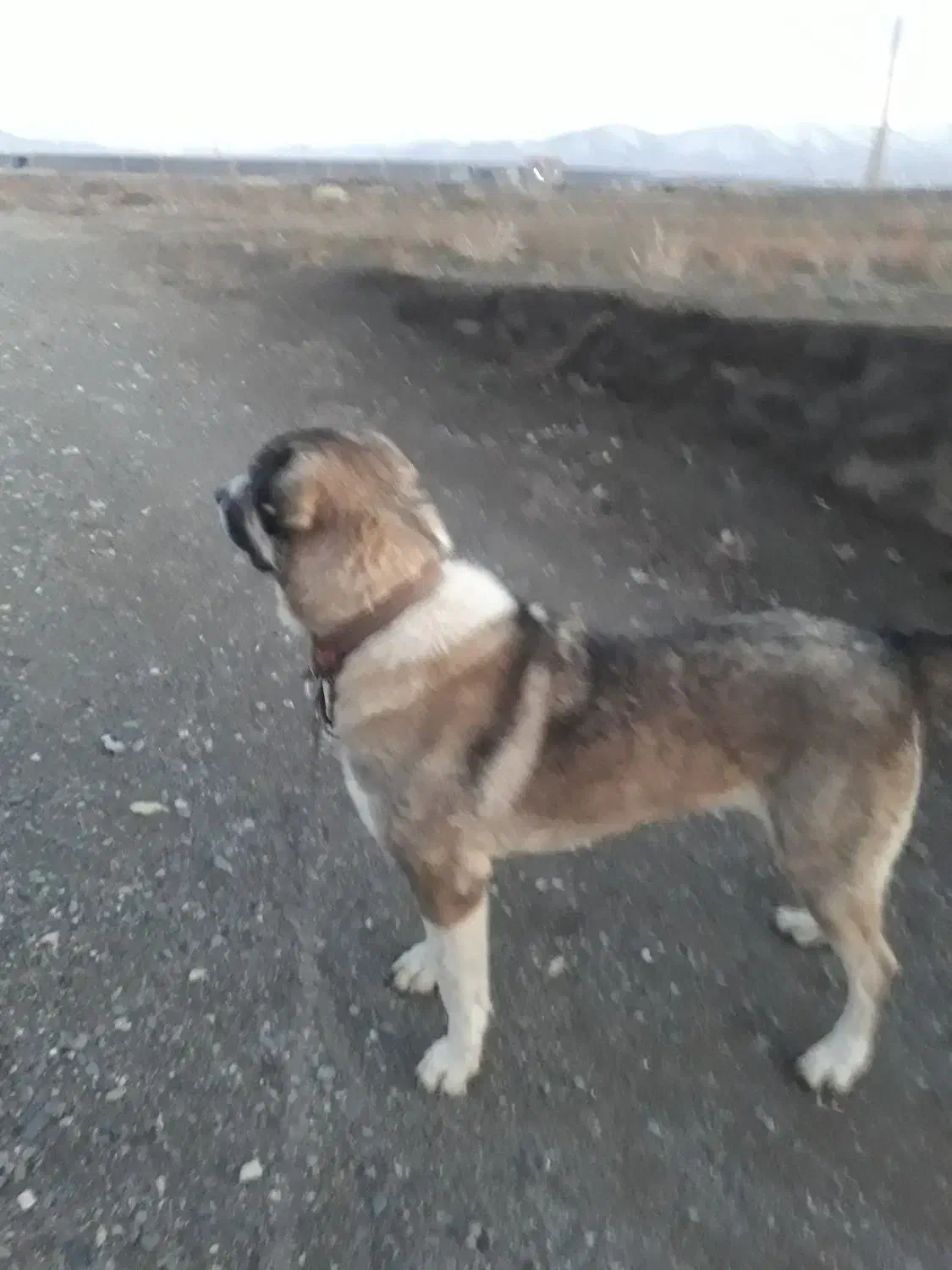 شماره موبایل|حیوانات|نقده, |دیوار