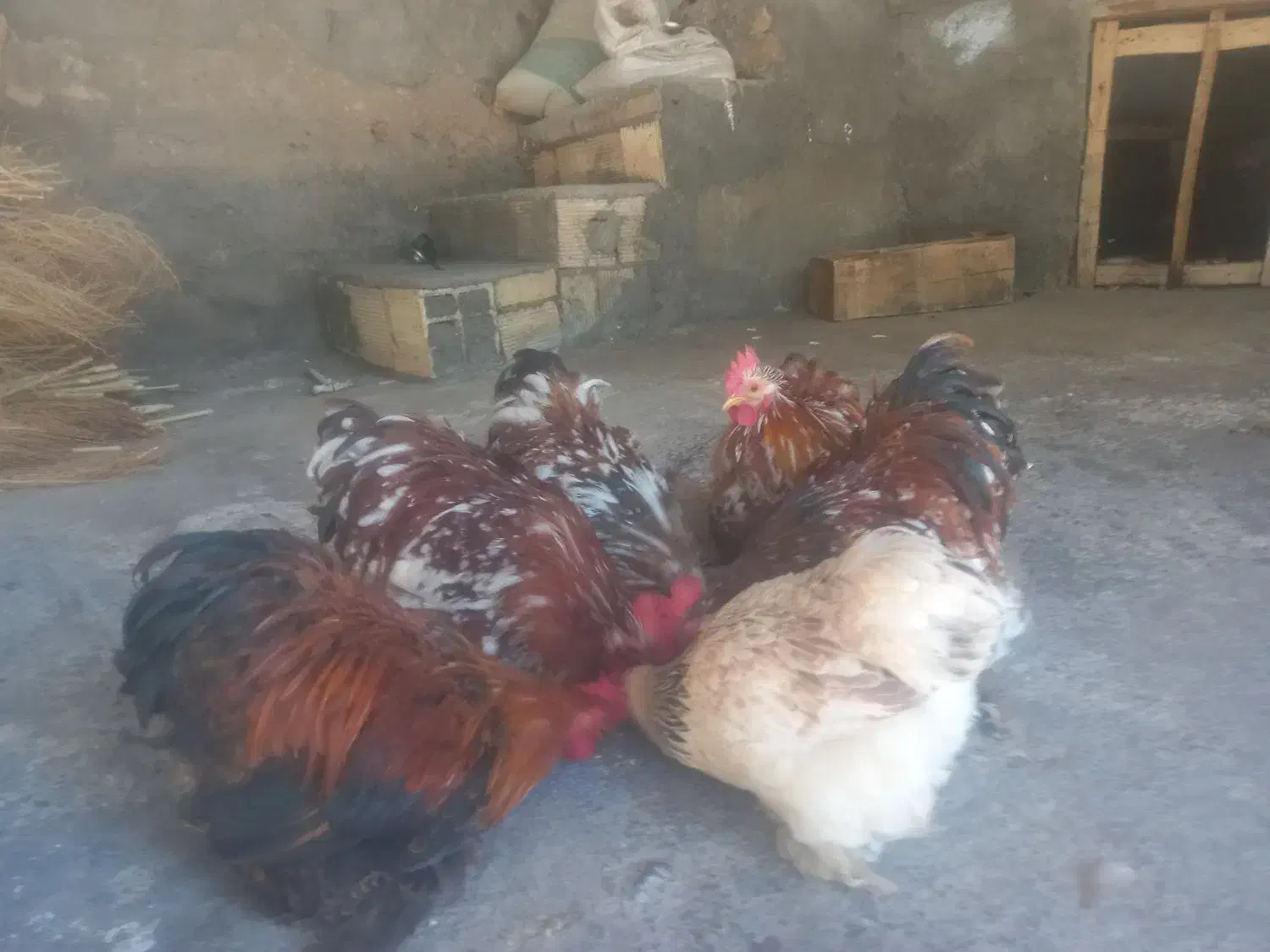 کوشین رد متلد|پرنده|ویسیان, |دیوار