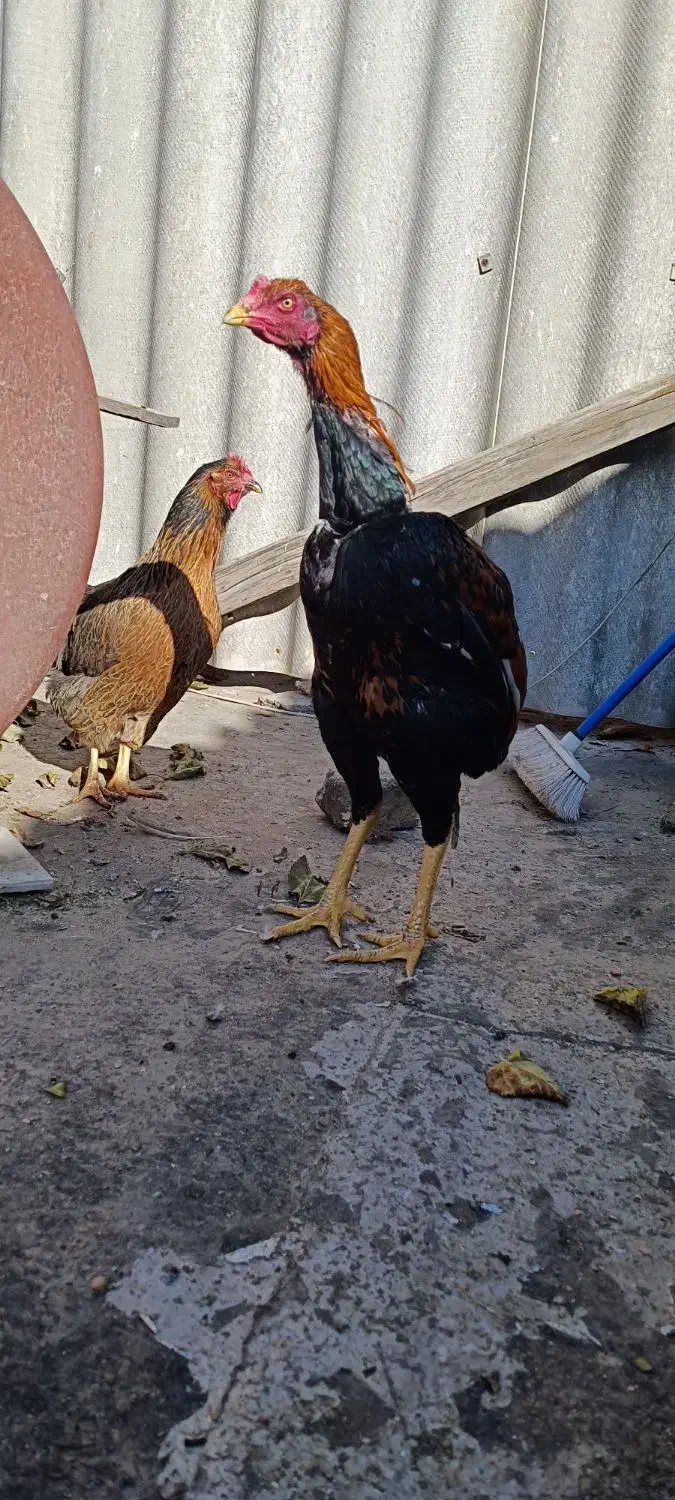 مرغ و خروس لاری ریش|حیوانات مزرعه|طرقبه, |دیوار