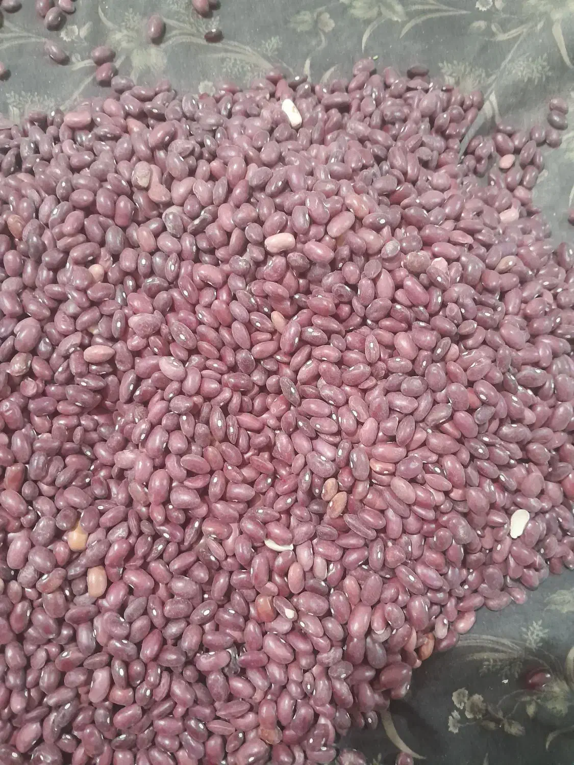 خرید و فروش لوبیا|خوردنی و آشامیدنی|قیدار, |دیوار