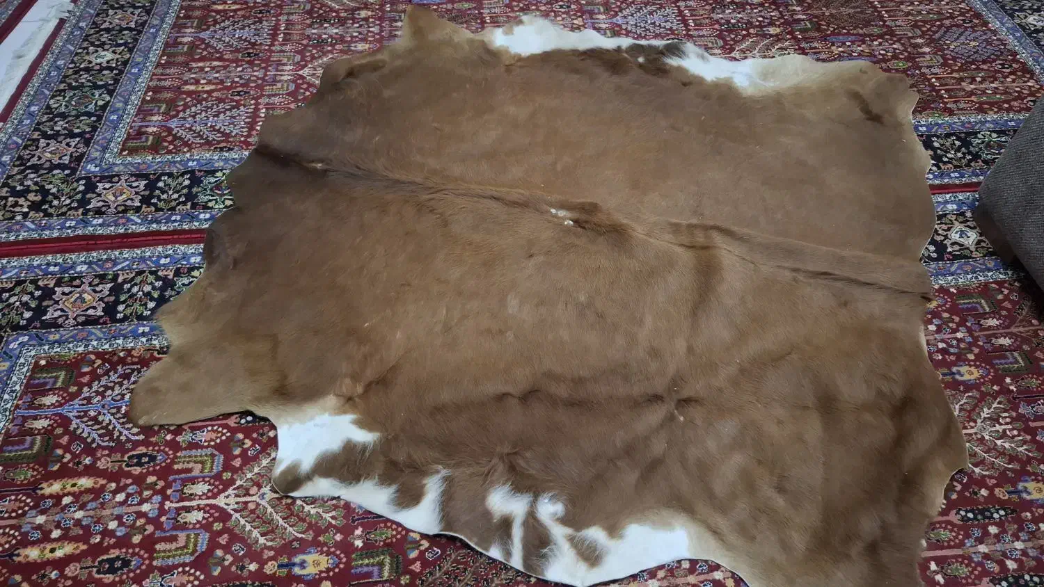 پوست گاوی، قهوه ای سفید|صنایع دستی و سایر لوازم تزئینی|تهران, شهرک رضویه|دیوار
