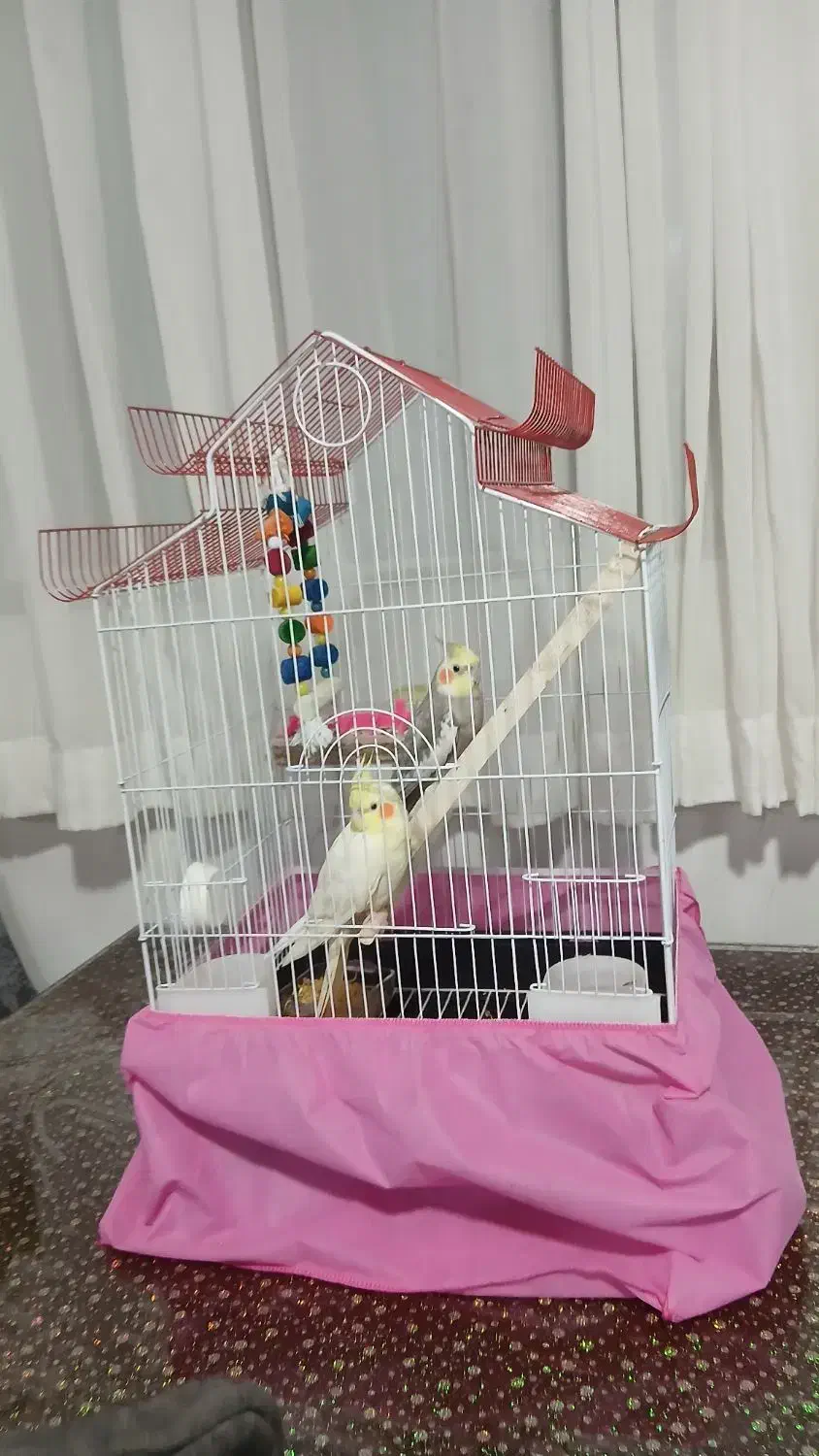 عروس هلندی ناز|پرنده|قدس, شهر‌قدس|دیوار