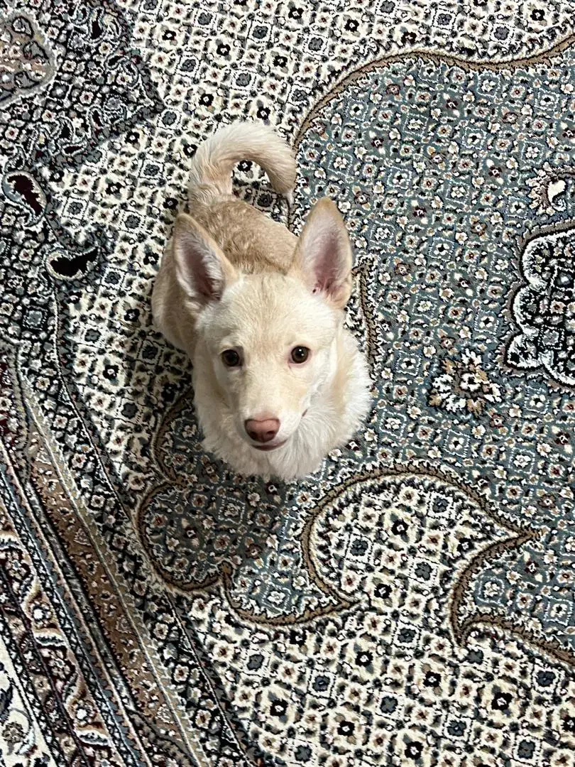 سگ پامرین|سگ|رباط‌کریم, نصیرشهر|دیوار