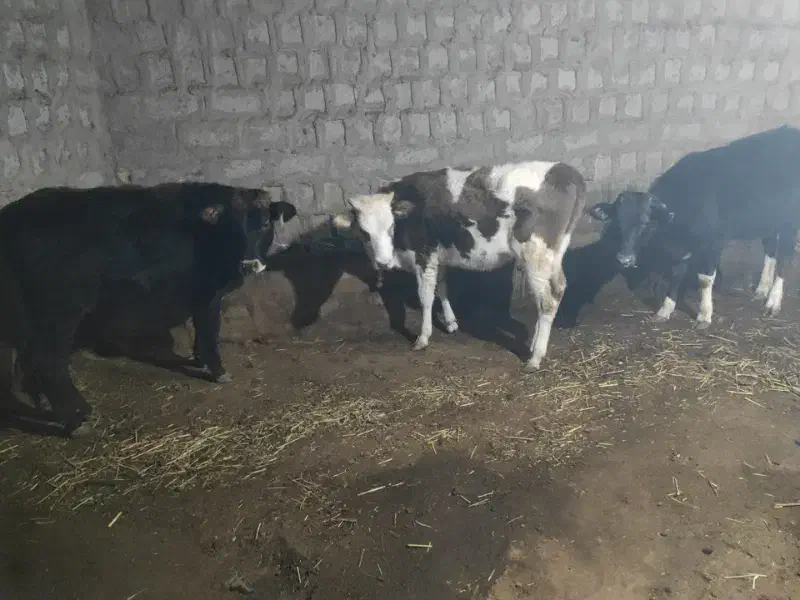 گاو|حیوانات مزرعه|مشگین شهر, |دیوار