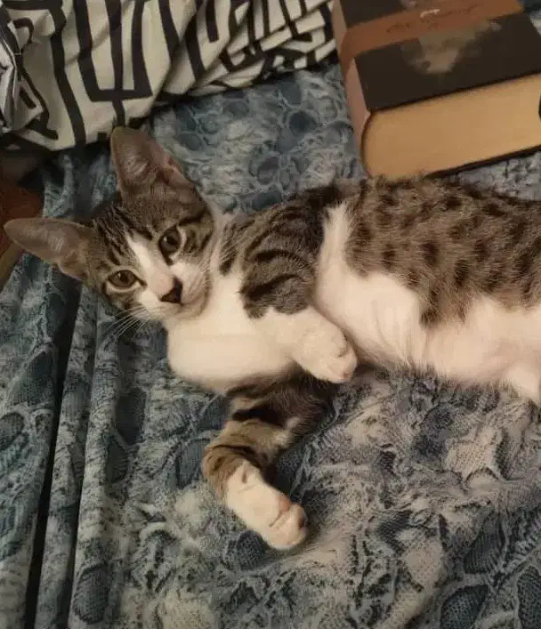 واگذاری رایگان تام|گربه|رشت, گلسار|دیوار