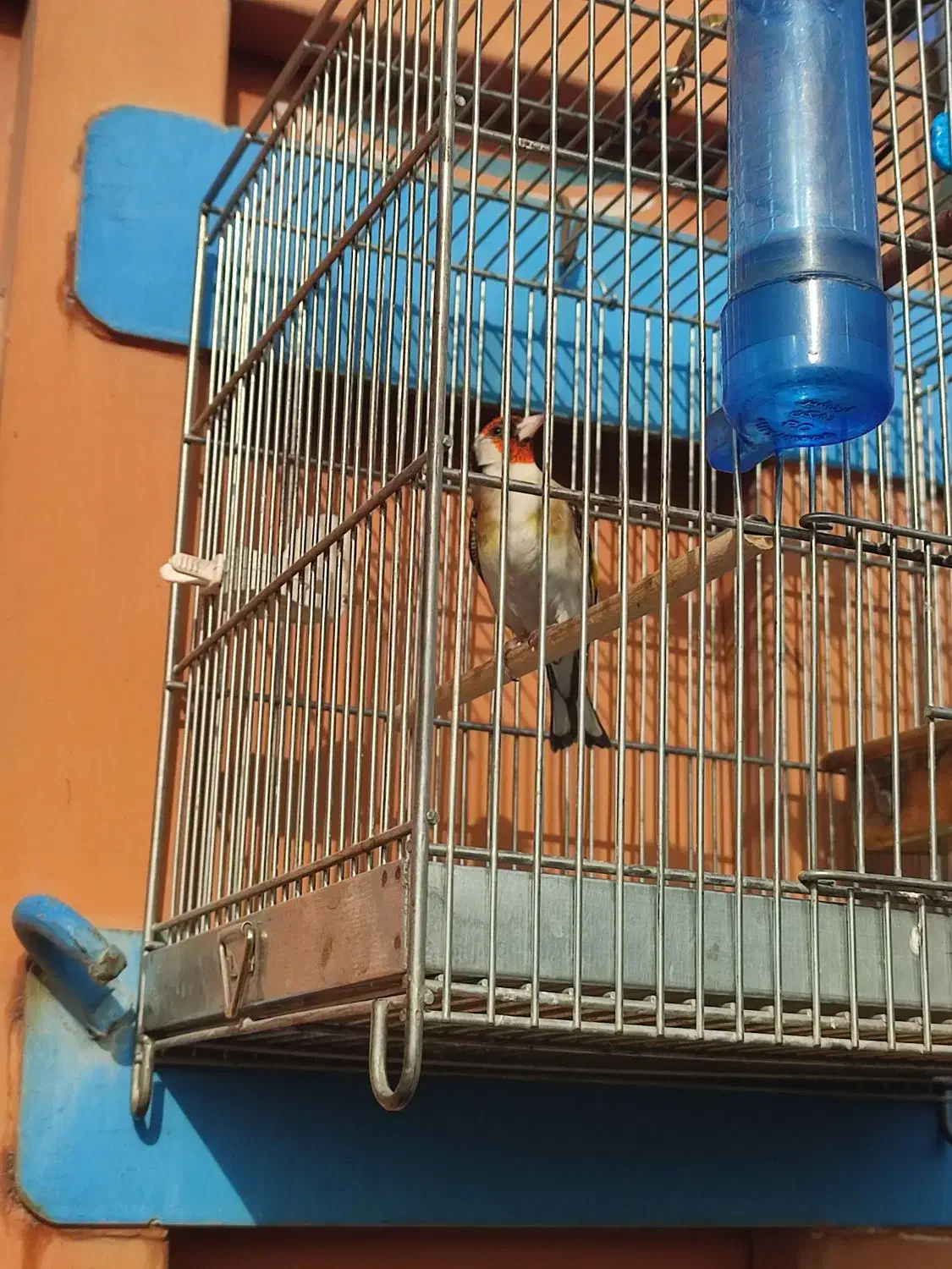 سهره|پرنده|قیامدشت - خاورشهر, |دیوار