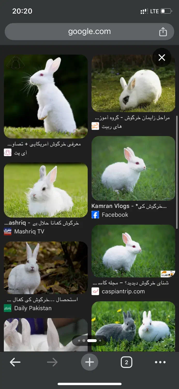 خرگوش   خری دارم|موش و خرگوش|لنگرود, |دیوار